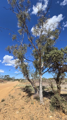 Eucalyptus thozetiana, photograph 1