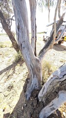 Eucalyptus thozetiana, photograph (c) Petra Holland, some rights reserved (CC BY)