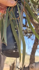 Eucalyptus thozetiana, photograph (c) Petra Holland, some rights reserved (CC BY)