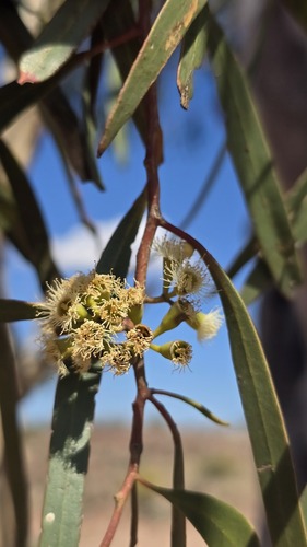 Eucalyptus thozetiana, photograph 4