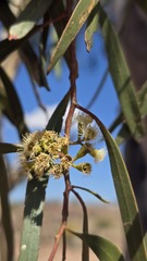 Eucalyptus thozetiana, photograph (c) Petra Holland, some rights reserved (CC BY)