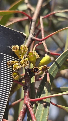 Eucalyptus thozetiana, photograph 5