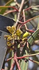 Eucalyptus thozetiana, photograph (c) Petra Holland, some rights reserved (CC BY)