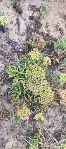 rock samphire