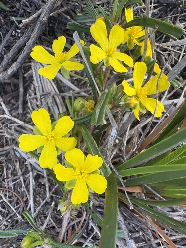 Hibbertia racemosa, photograph 4