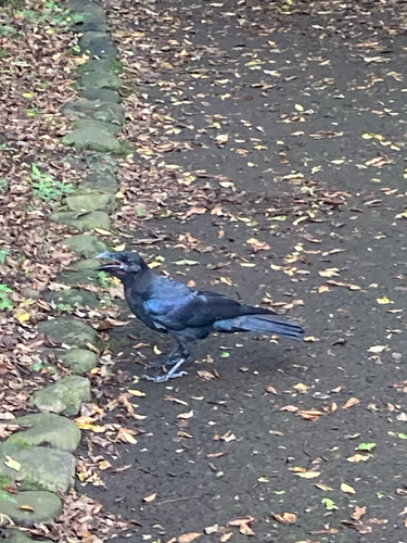 Large-billed Crow