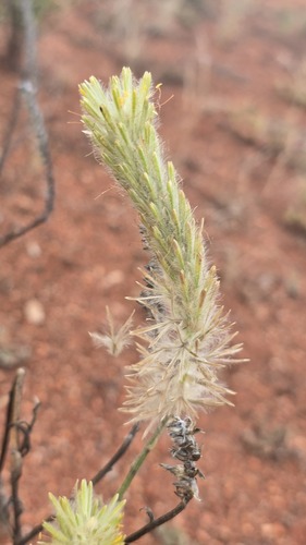 Ptilotus polystachyus, photograph 6