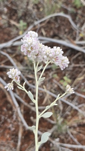 Ptilotus obovatus