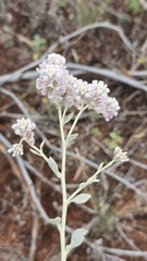 Ptilotus obovatus
