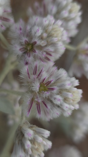 Ptilotus obovatus, photograph 2