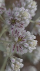 (c) Petra Holland, some rights reserved (CC BY) Ptilotus obovatus, photograph (c) Petra Holland, some rights reserved (CC BY)