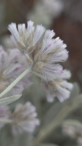 Ptilotus obovatus, photograph 3