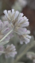 (c) Petra Holland, some rights reserved (CC BY) Ptilotus obovatus, photograph (c) Petra Holland, some rights reserved (CC BY)