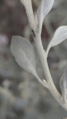 (c) Petra Holland, some rights reserved (CC BY) Ptilotus obovatus, photograph (c) Petra Holland, some rights reserved (CC BY)
