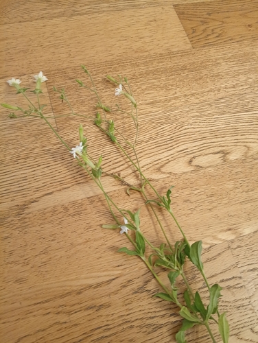 white campion