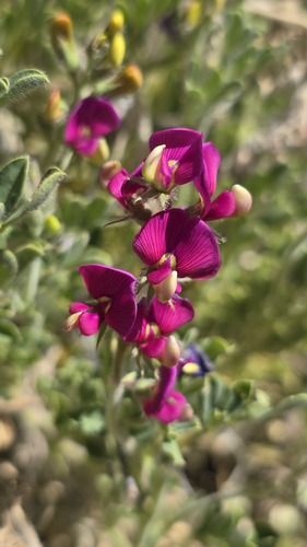 Swainsona flavicarinata, 2026-09-06