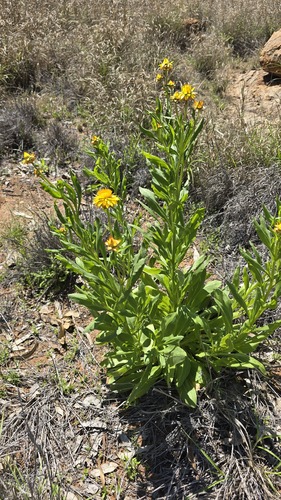 Xerochrysum interiore, photograph 2