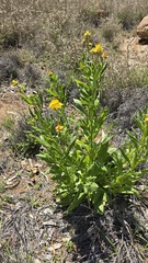 Xerochrysum interiore, photograph (c) Petra Holland, some rights reserved (CC BY)