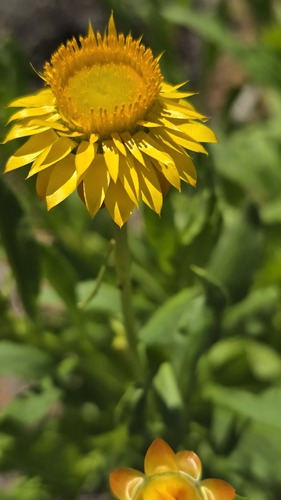 Xerochrysum interiore