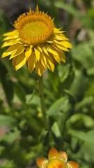 Xerochrysum interiore