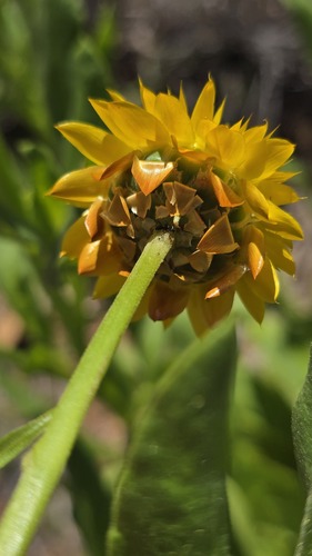 Xerochrysum interiore, photograph 3