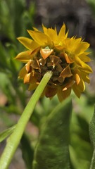 Xerochrysum interiore, photograph (c) Petra Holland, some rights reserved (CC BY)