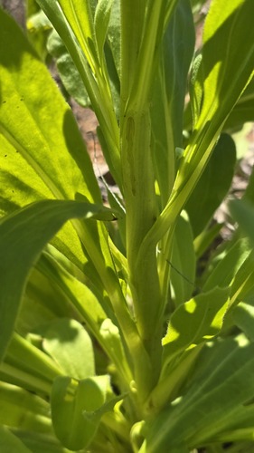Xerochrysum interiore, photograph 4