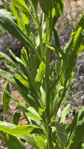 Xerochrysum interiore, photograph 5