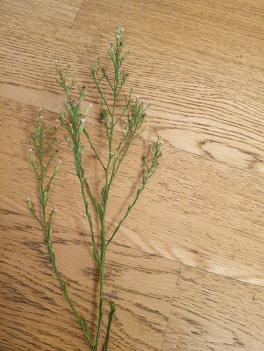 horseweed