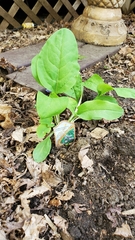 Mertensia virginica