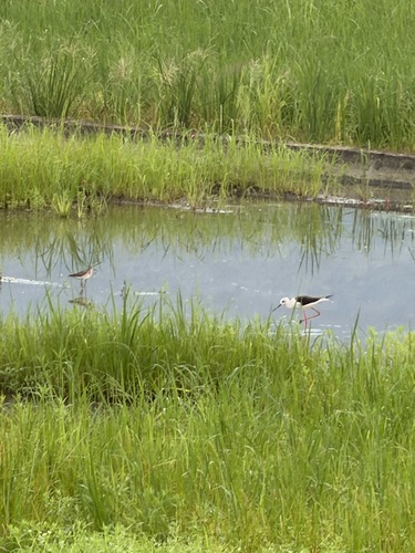 iNaturalist image