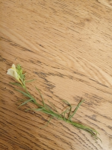 common toadflax