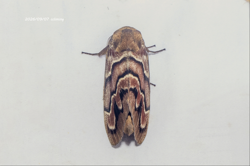 Dendrolimus marmoratus