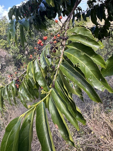 Aidia racemosa observed 2026-08-19