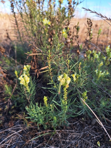 common toadflax