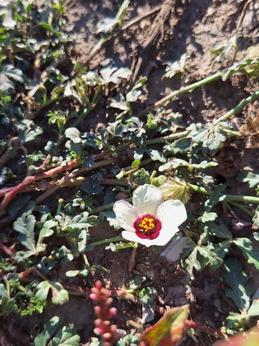 flower-of-an-hour