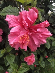 Hibiscus rosa-sinensis