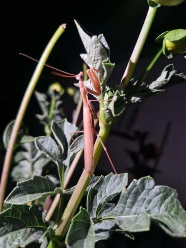 European Mantis
