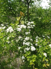 Crataegus