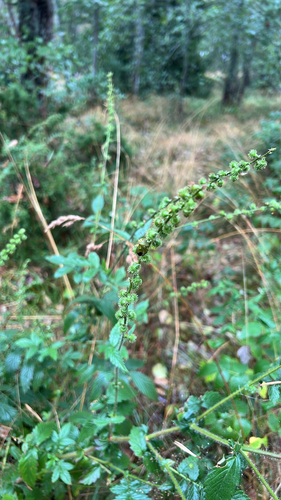 common agrimony