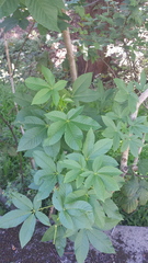 Aesculus californica