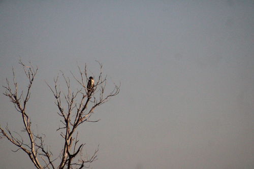 Red-tailed Hawk