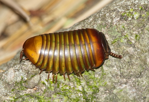 Sphaerobelum petramurum