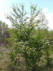 Crataegus