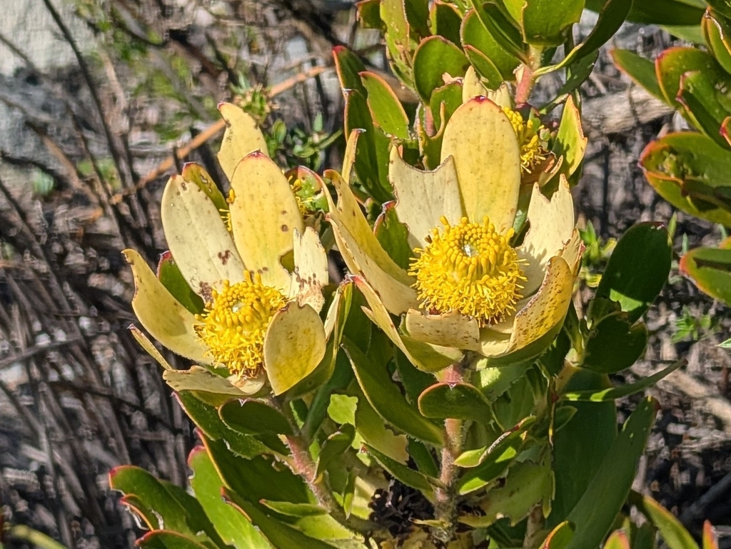 Leucadendron strobilinum; photograph (c) Jessica Utrup, some rights reserved (CC BY)