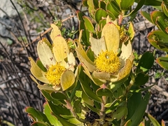 Leucadendron strobilinum