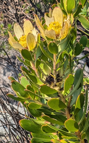 Leucadendron strobilinum, photograph 1