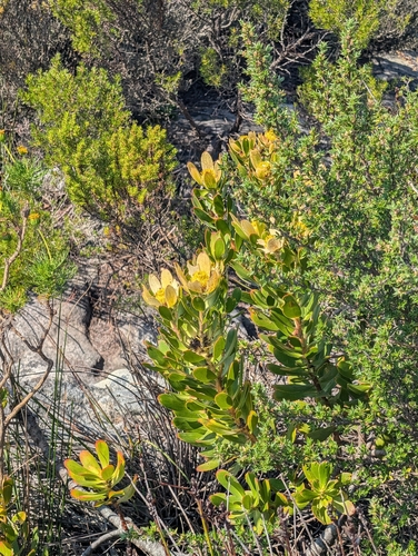 Leucadendron strobilinum, photograph 2