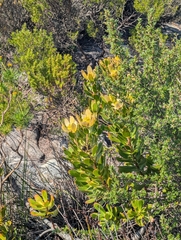 (c) Jessica Utrup, some rights reserved (CC BY) Leucadendron strobilinum, photograph (c) Jessica Utrup, some rights reserved (CC BY)