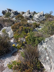 (c) Jessica Utrup, some rights reserved (CC BY) Leucadendron strobilinum, photograph (c) Jessica Utrup, some rights reserved (CC BY)